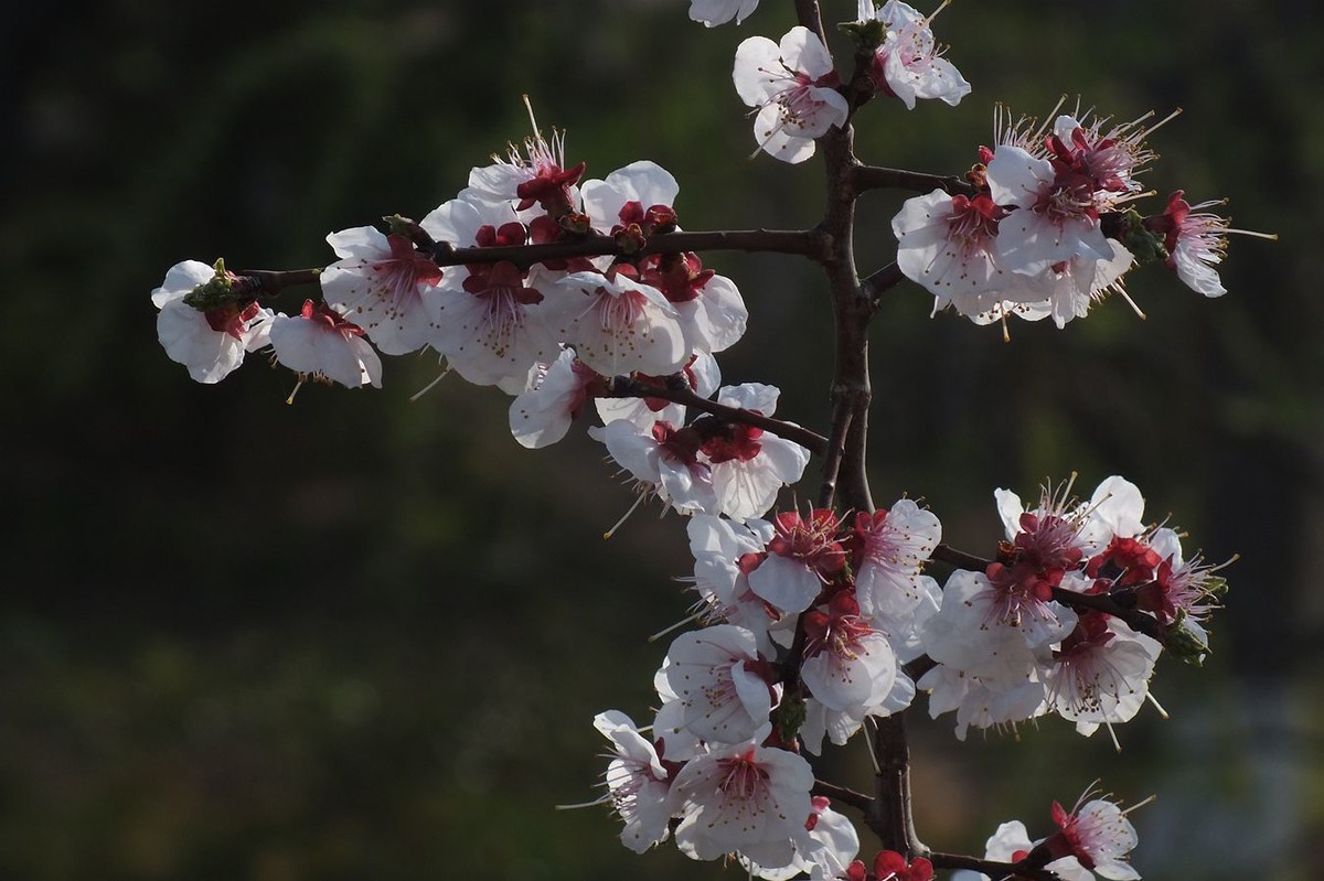 即将过去的杏花