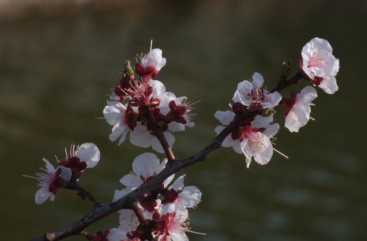 即将过去的杏花