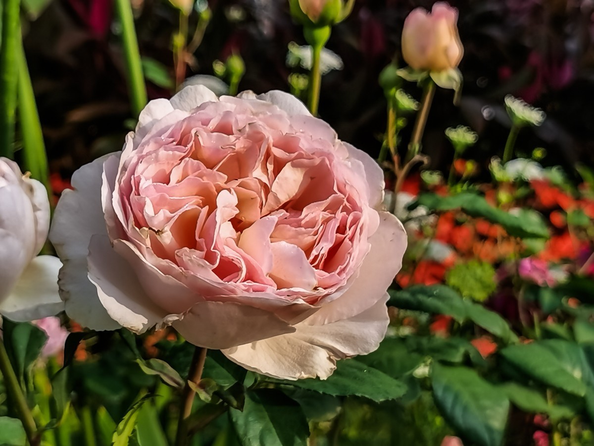 月季花