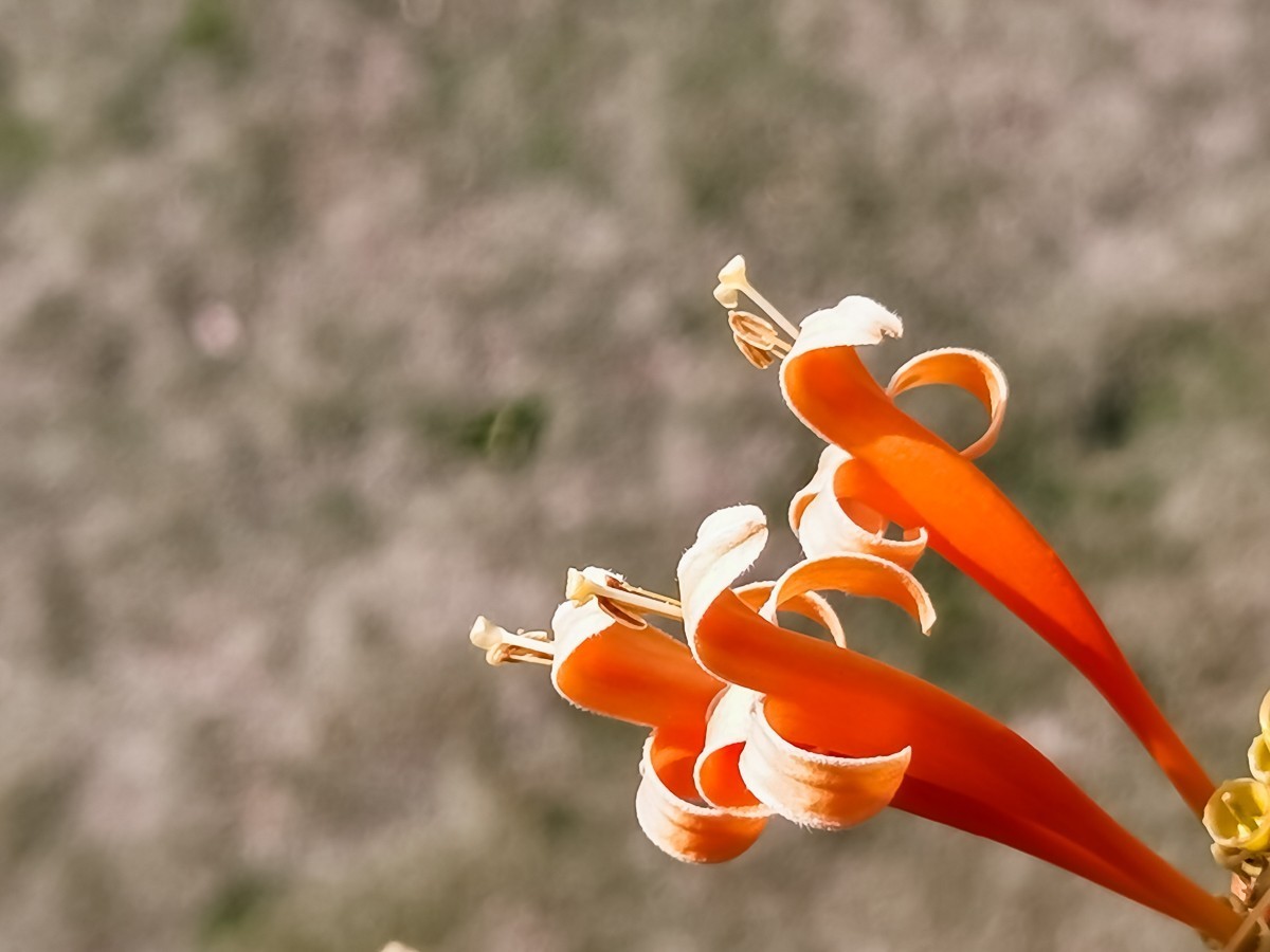 炮仗花
