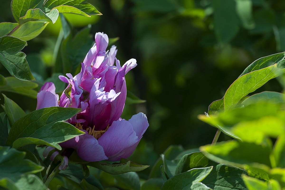 花开富贵-泉城公园13