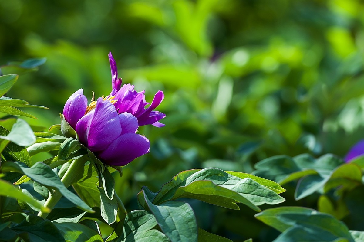 花开富贵-泉城公园13