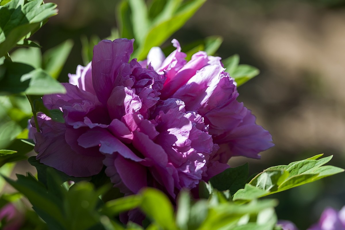 花开富贵-泉城公园13