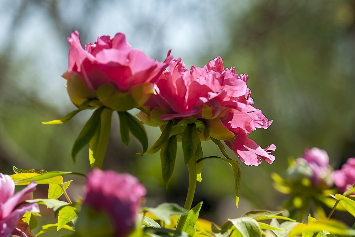 花开富贵-泉城公园13