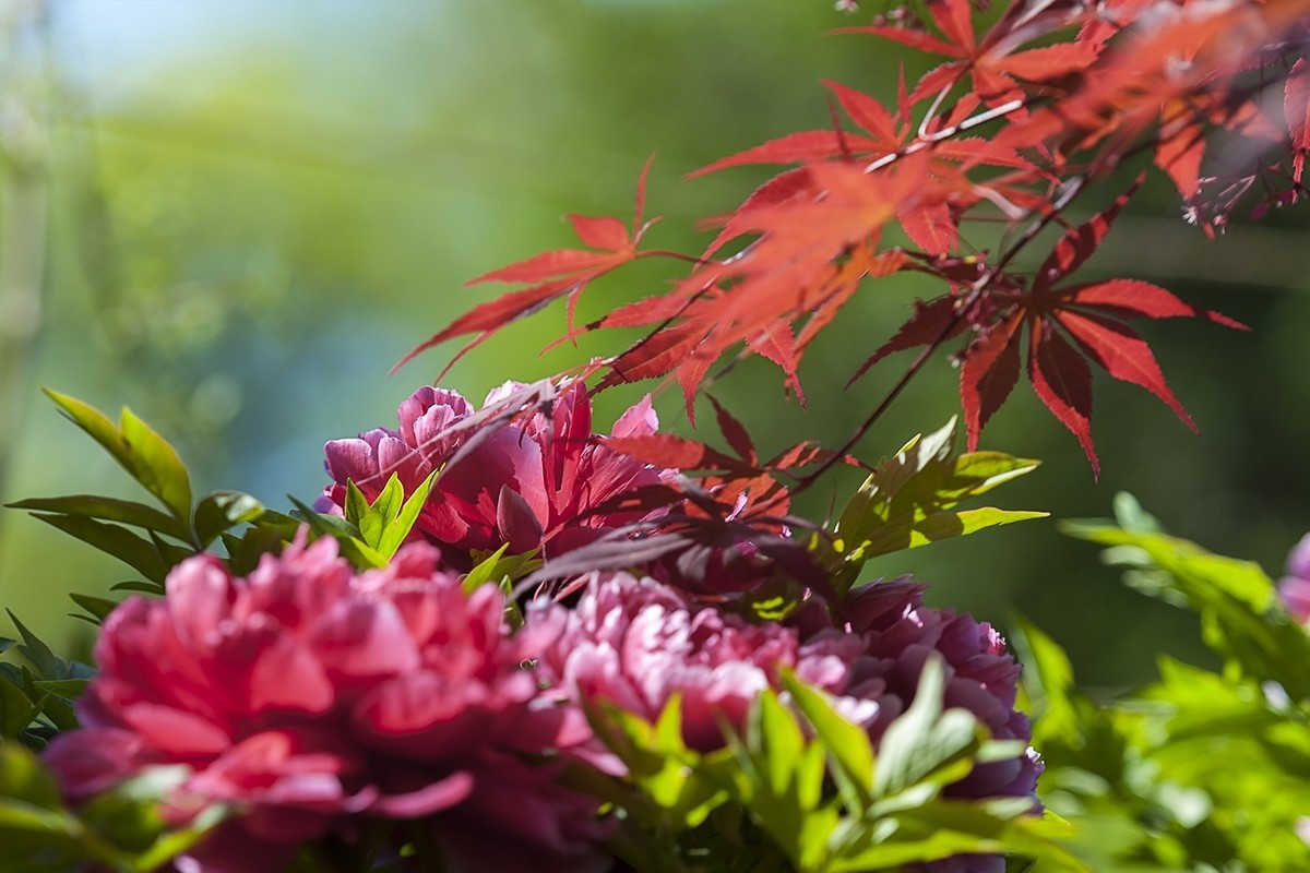 花开富贵-泉城公园13