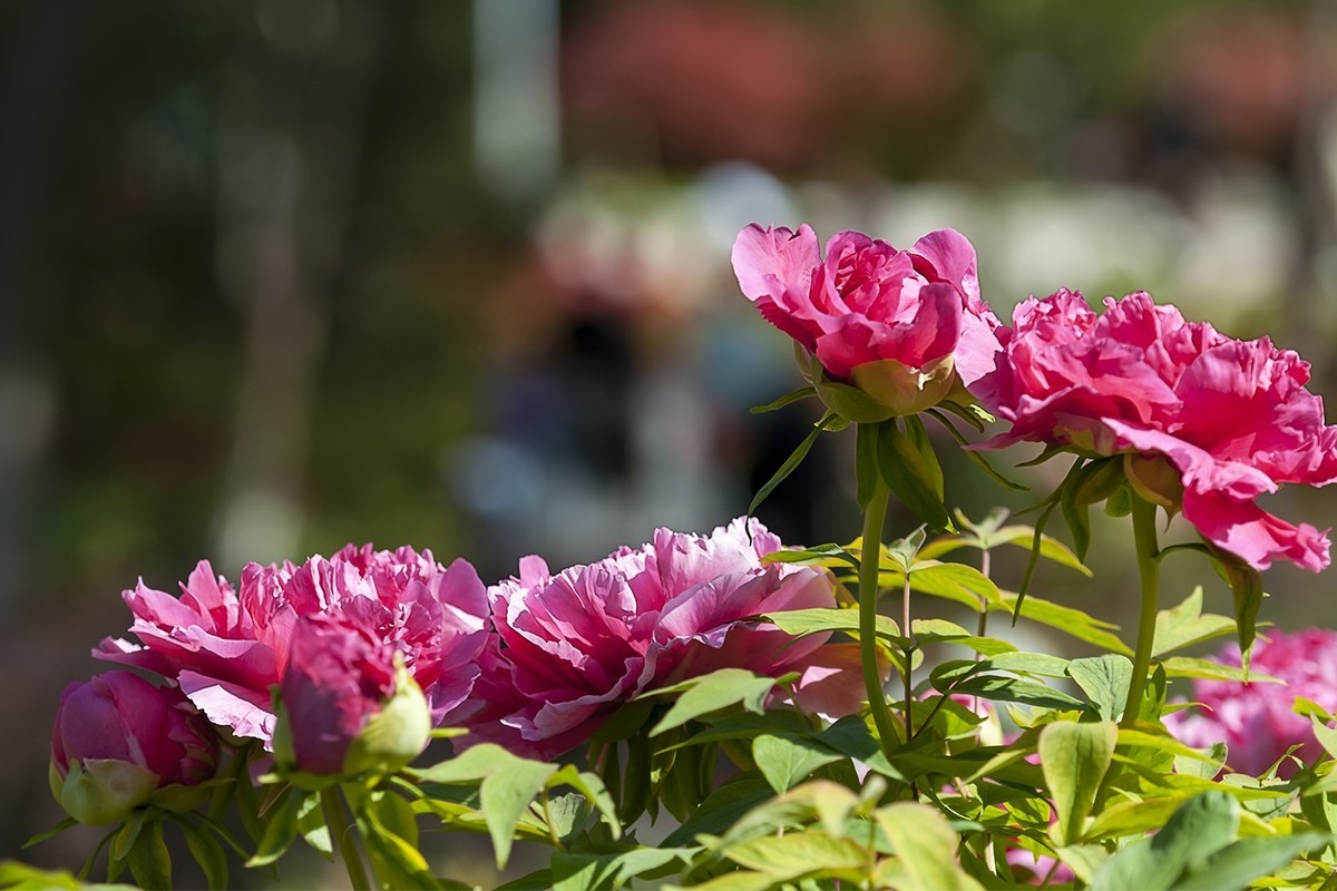 花开富贵-泉城公园13