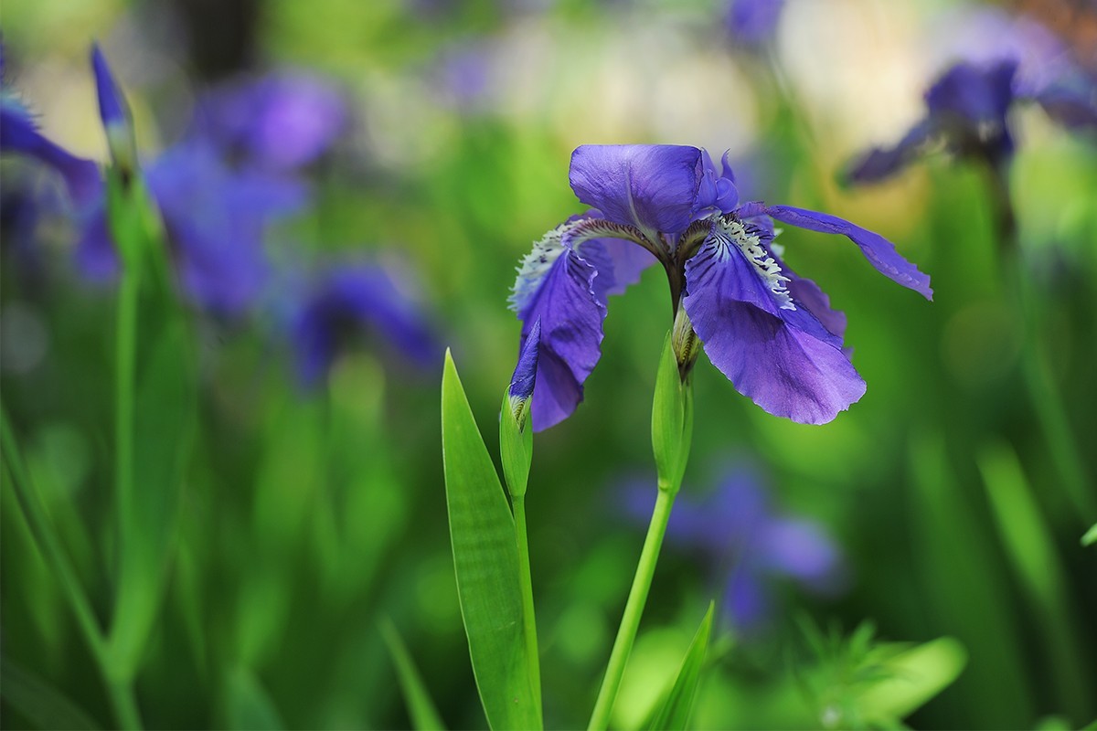 镜头出浴拍摄小花