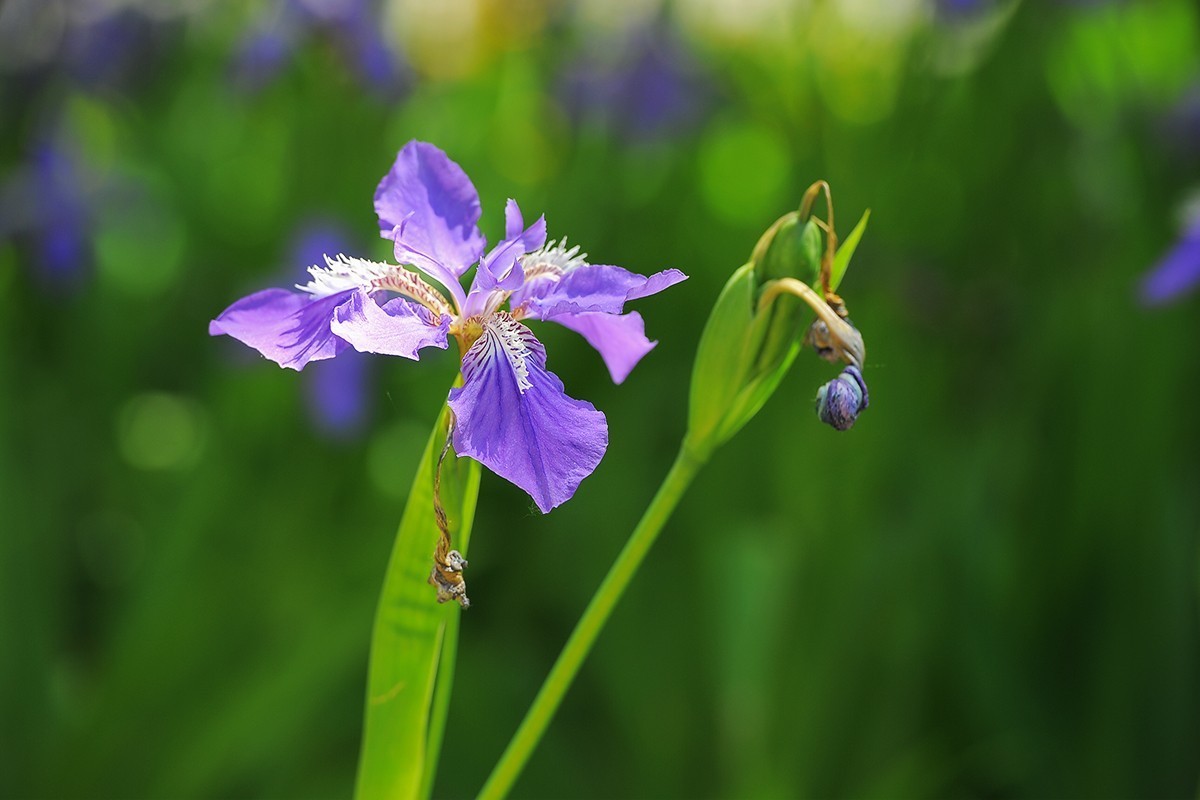 镜头出浴拍摄小花