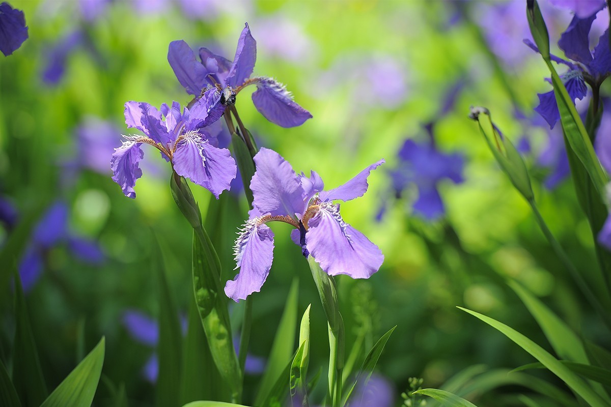 镜头出浴拍摄小花