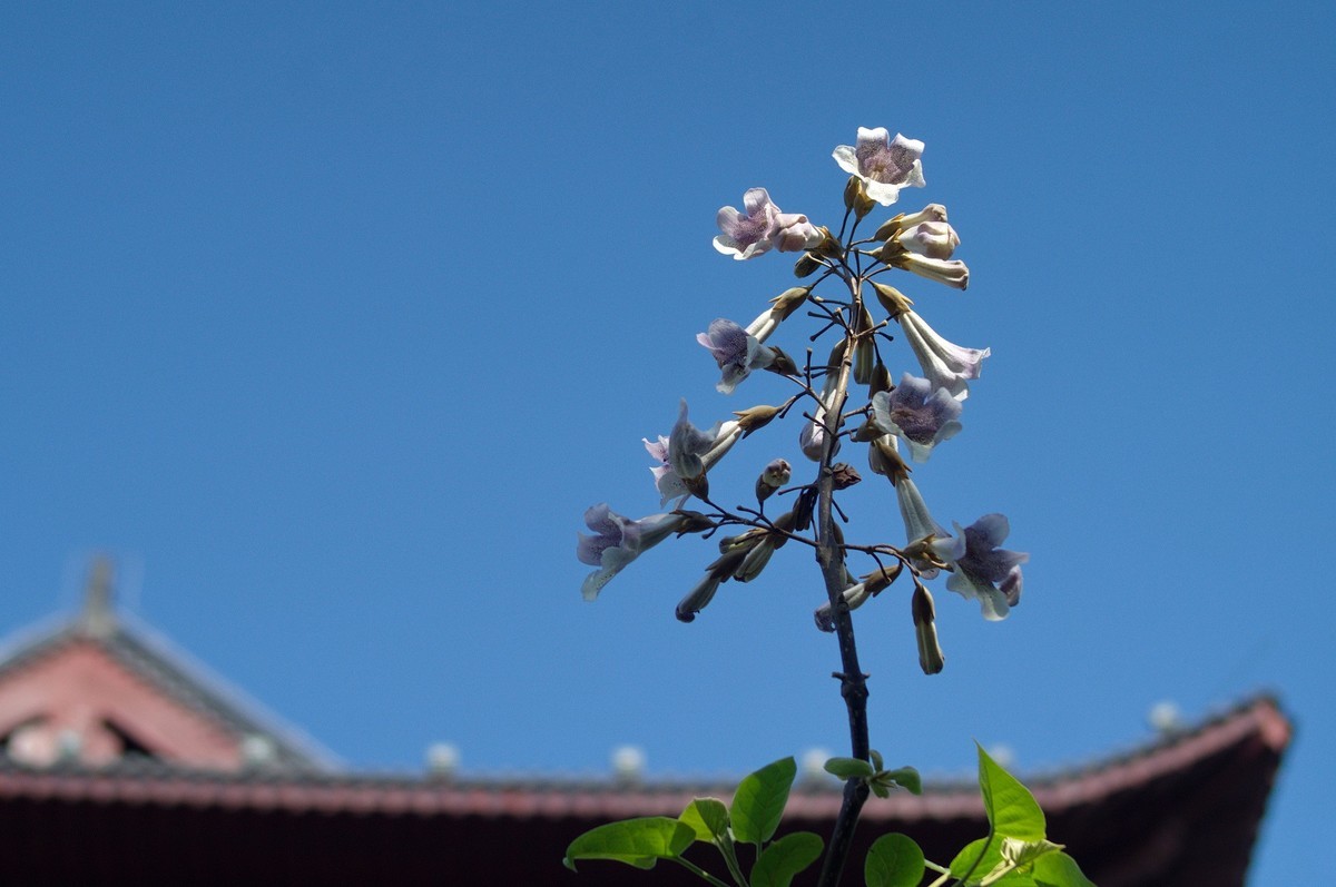 2022〖 泡 桐 花 〗