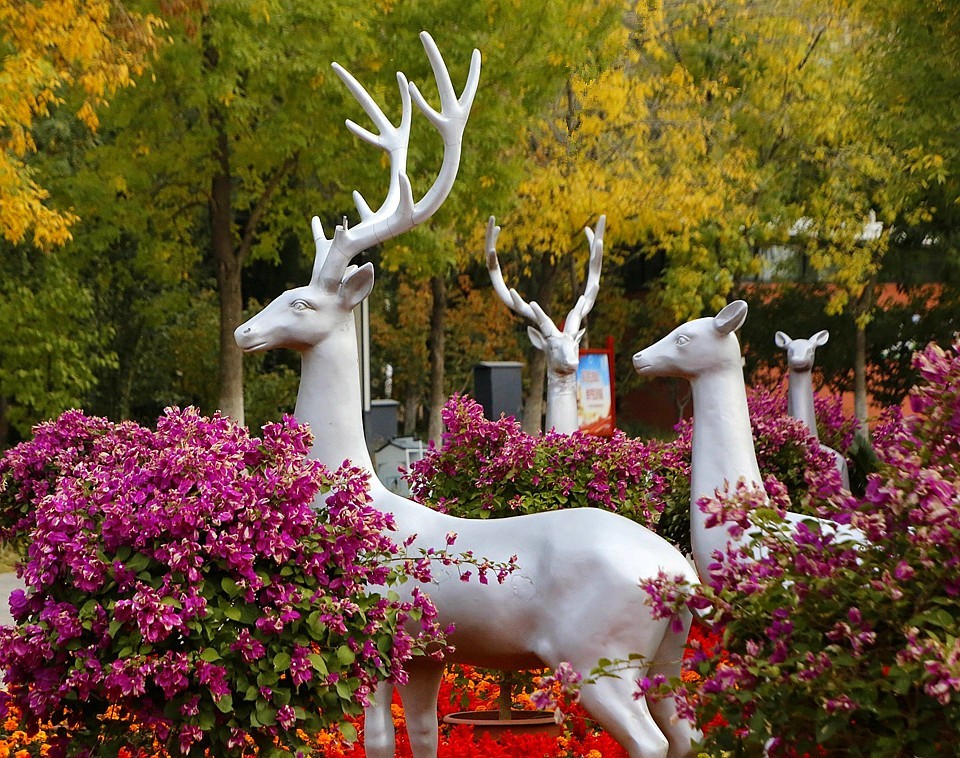 10【不老松：纪实摄影】晚秋既将逝去。初冬随即来临！拍自沧州長芦公园！《02》