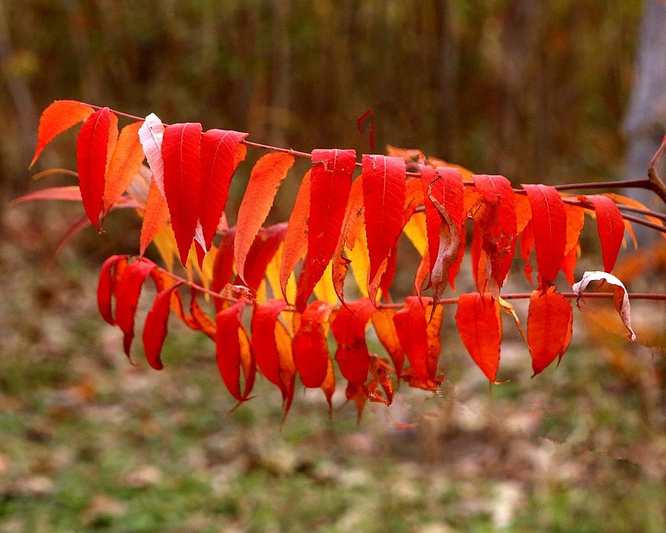 10【不老松：纪实摄影】晚秋既将逝去。初冬随即来临！拍自沧州長芦公园！《02》