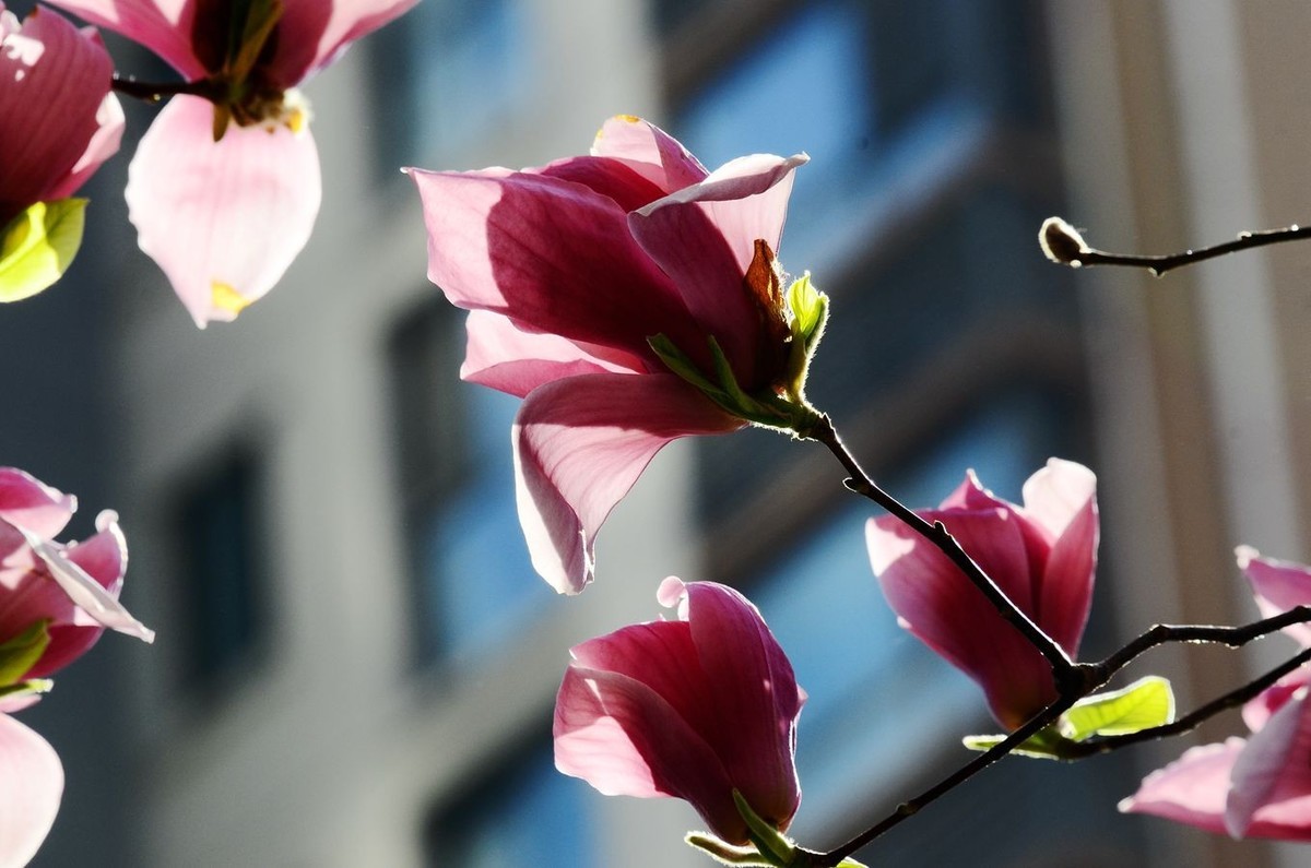 花卉系列【4850】