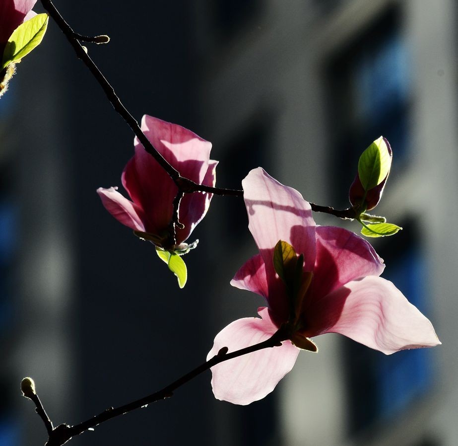 花卉系列【4850】