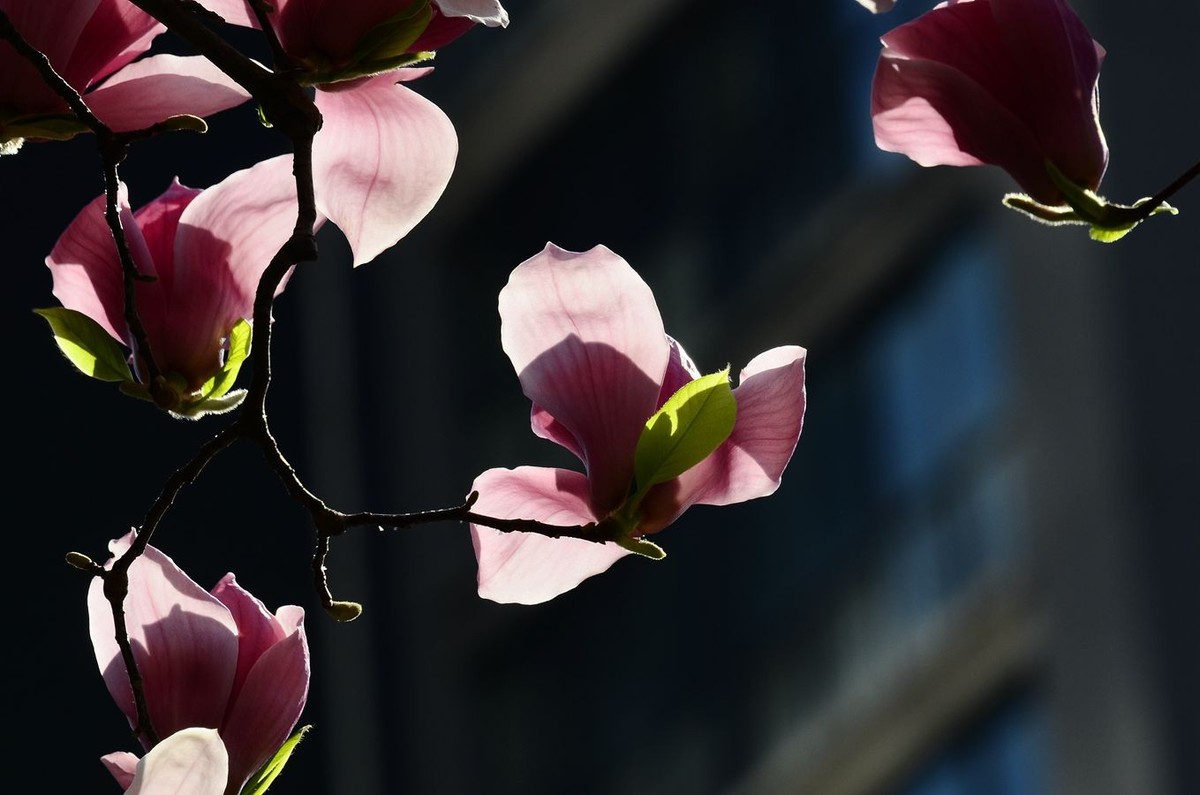 花卉系列【4850】