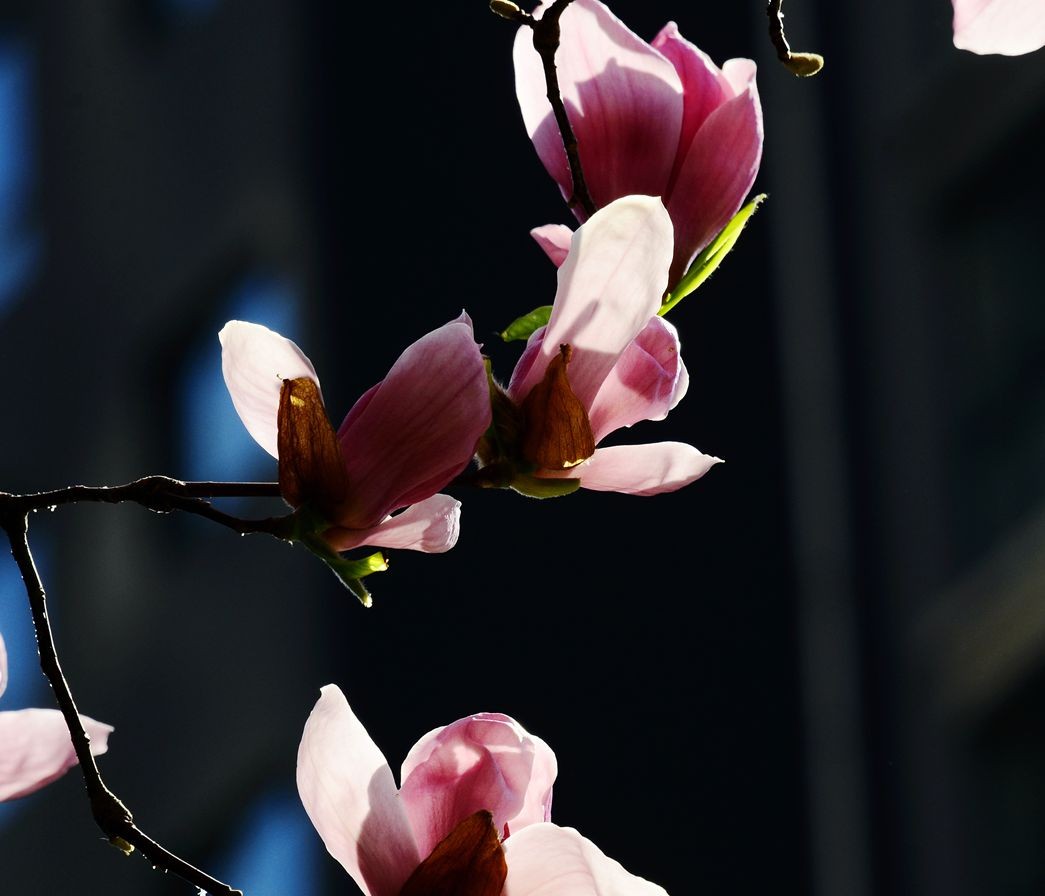 花卉系列【4850】