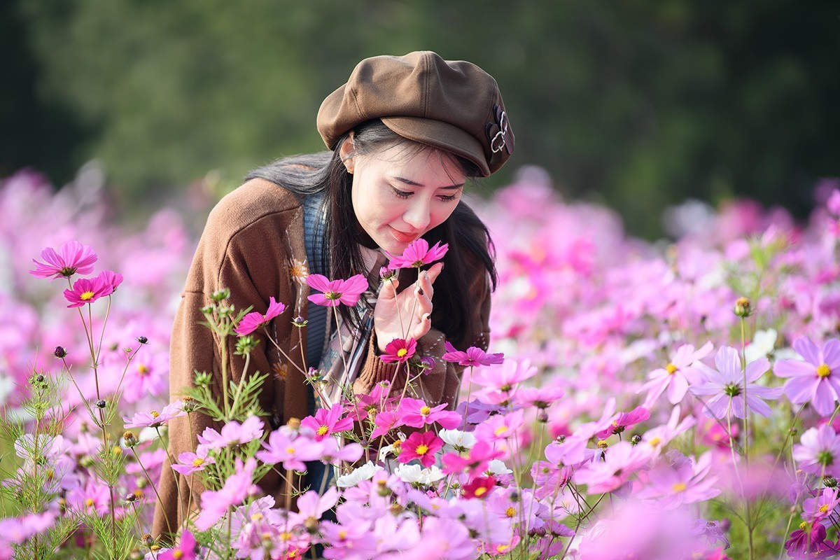 格桑花海俏佳丽