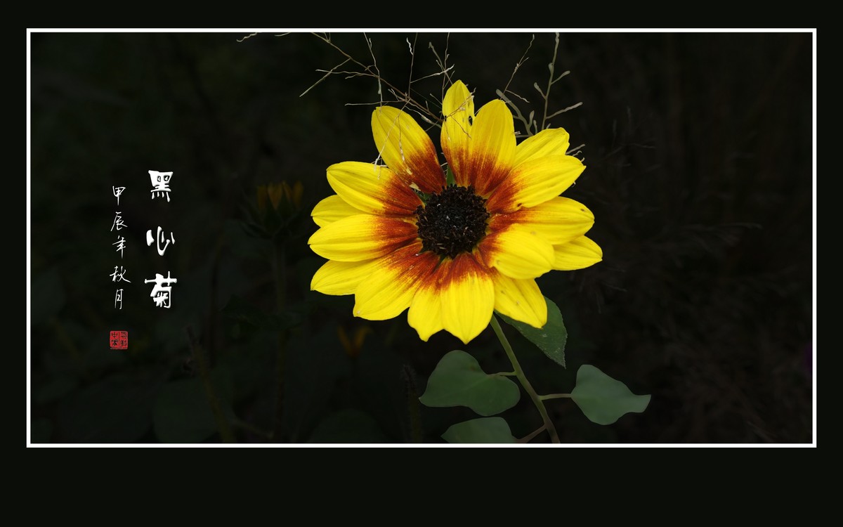 金灿灿的黑心菊