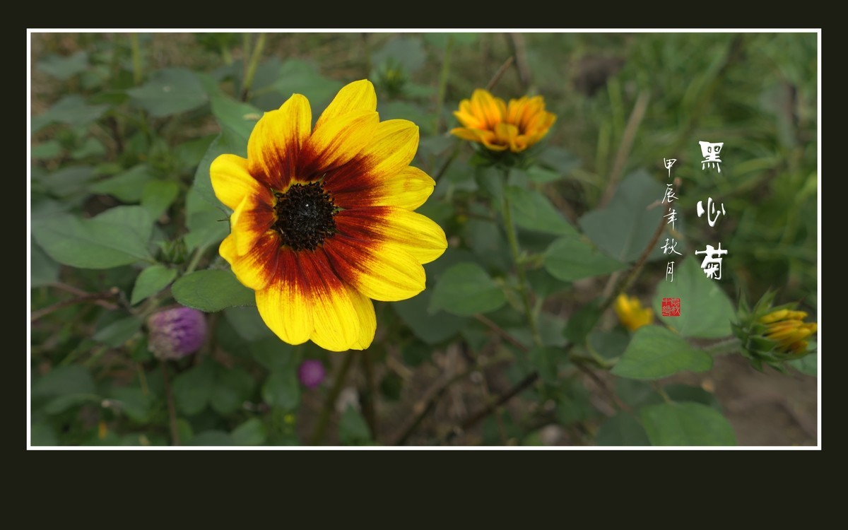 金灿灿的黑心菊