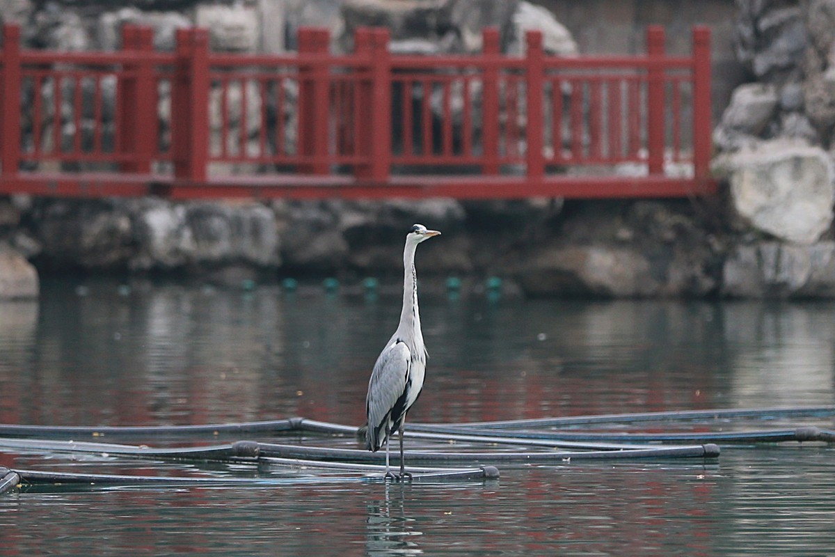 苍鹭起飞