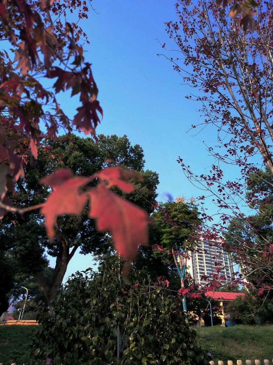 漫步星城 走街串巷（508）东湖野趣