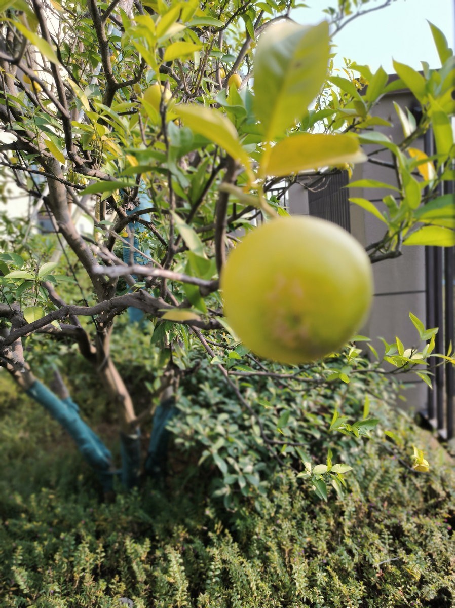 漫步星城 走街串巷（508）东湖野趣