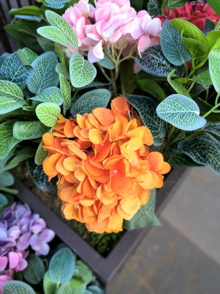 漫步星城 走街串巷（508）东湖野趣