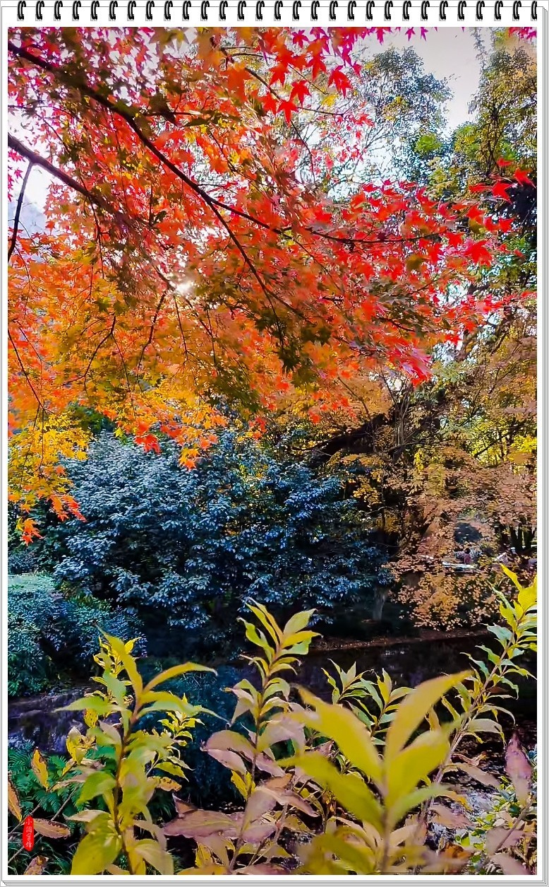 2024年- 江南好风光纪实抓拍-1081