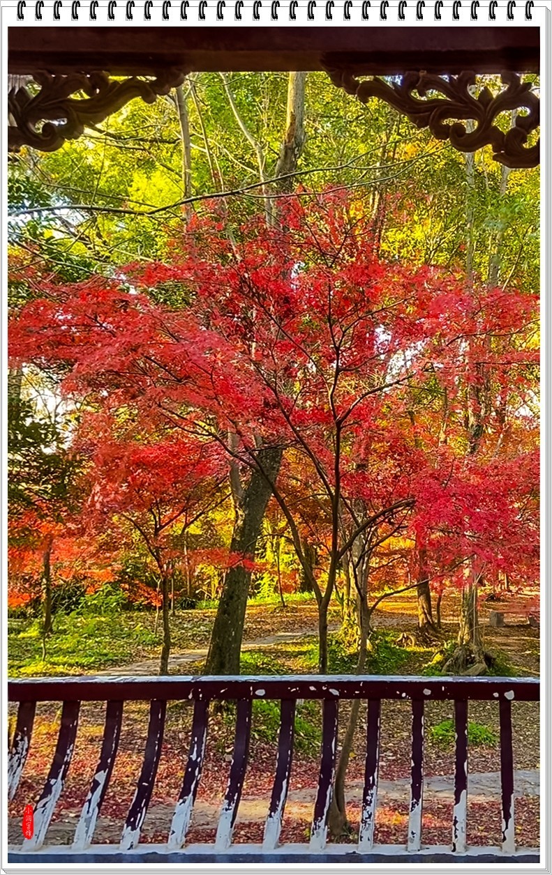 2024年- 江南好风光纪实抓拍-1081