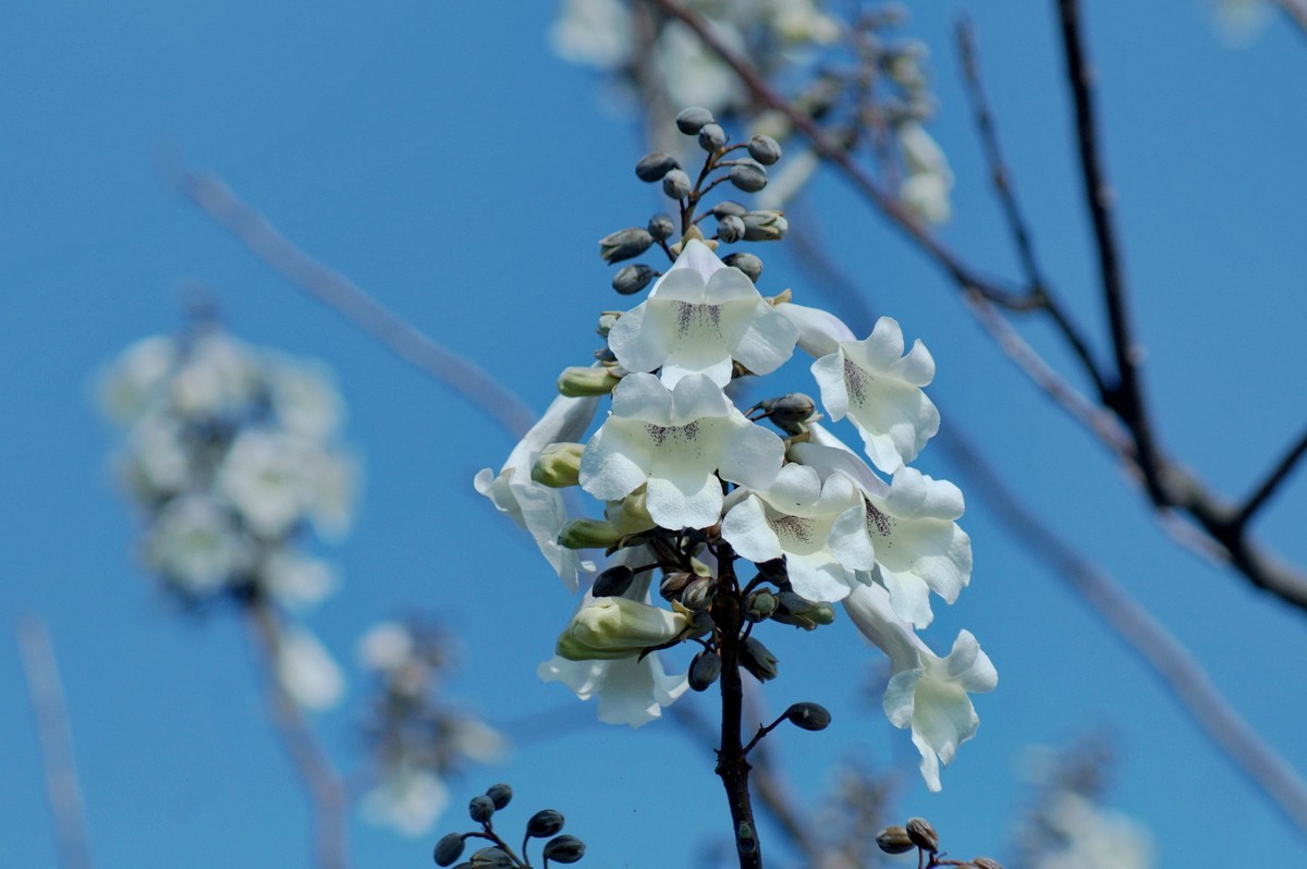 2022〖 泡 桐 花 〗