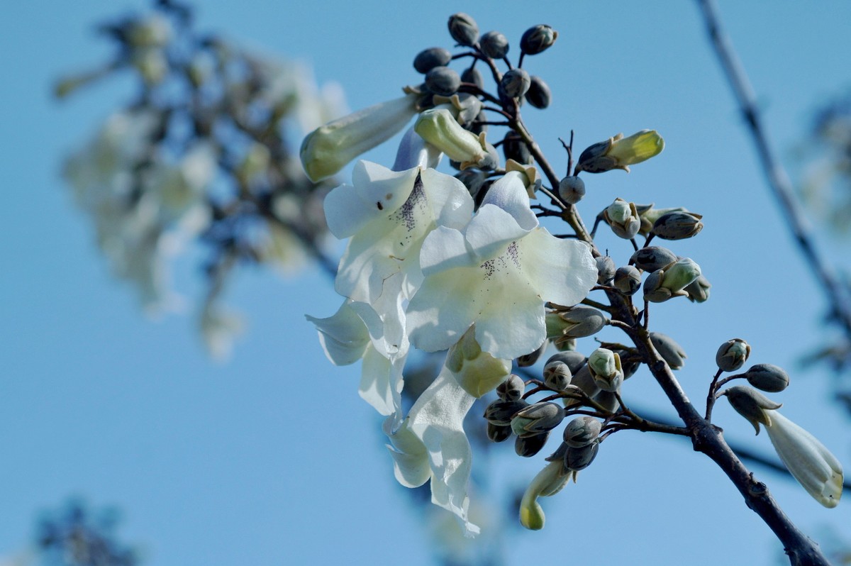 2022〖 泡 桐 花 〗