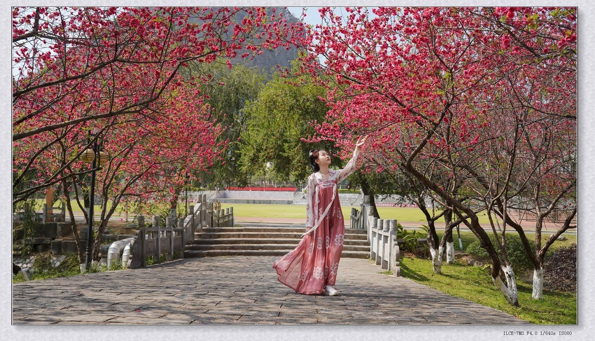 《春满校园系列》之七-----桃之夭夭，灼灼其华