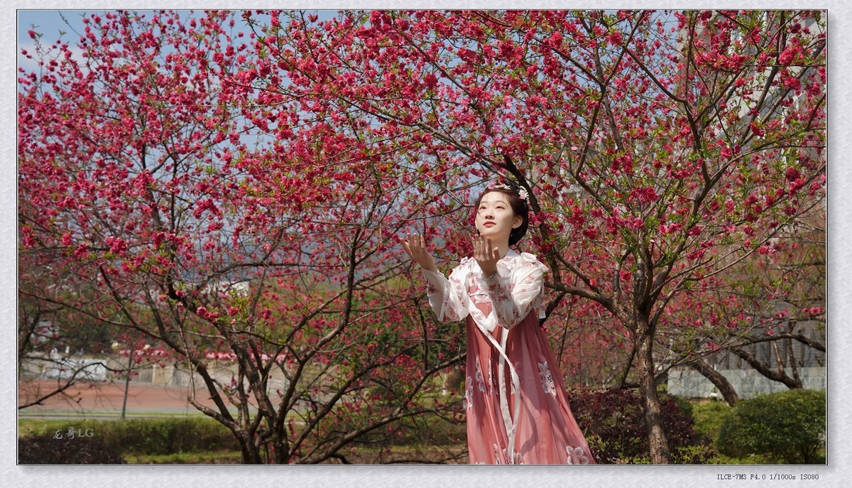 《春满校园系列》之七-----桃之夭夭，灼灼其华