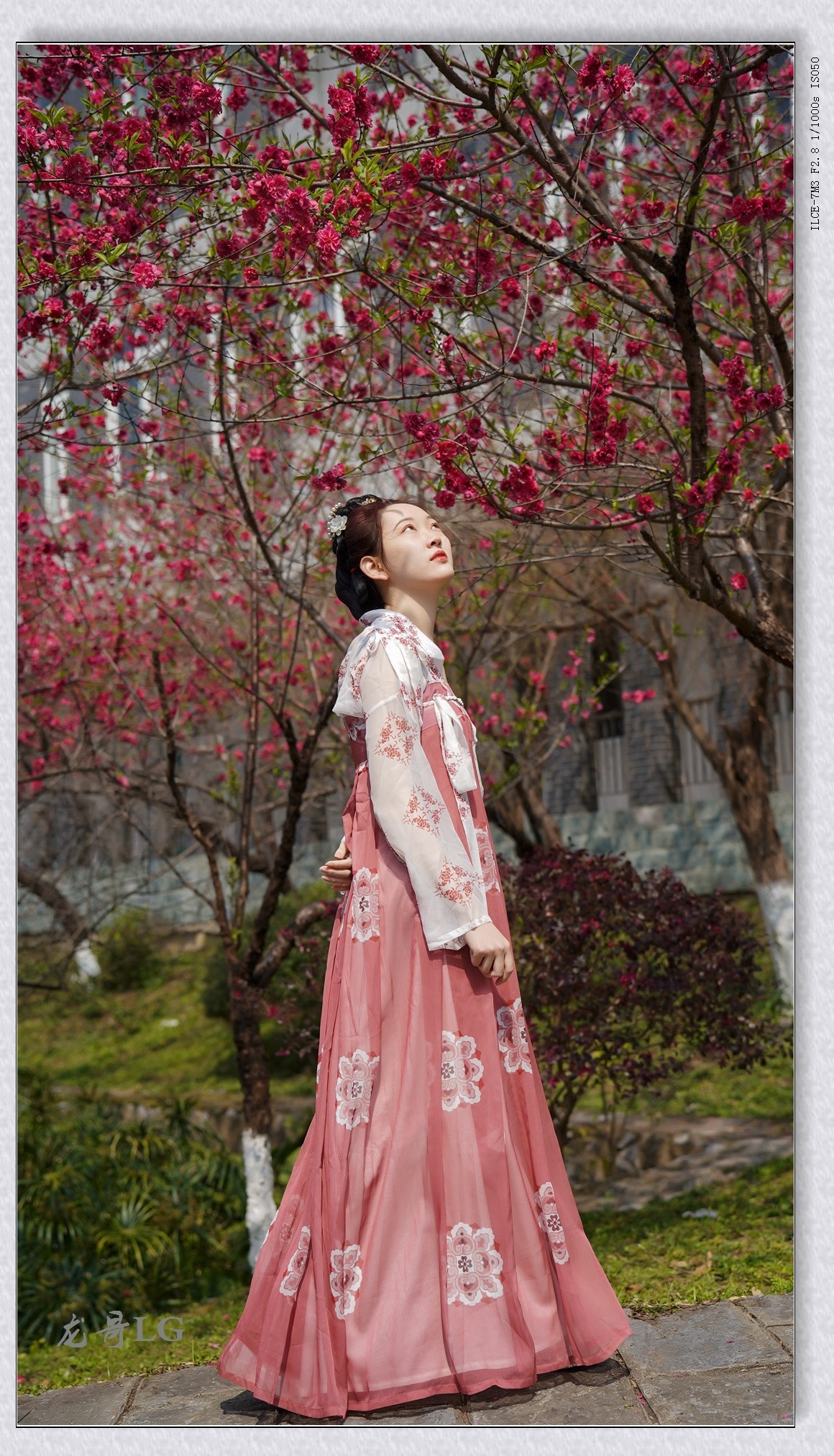 《春满校园系列》之七-----桃之夭夭，灼灼其华