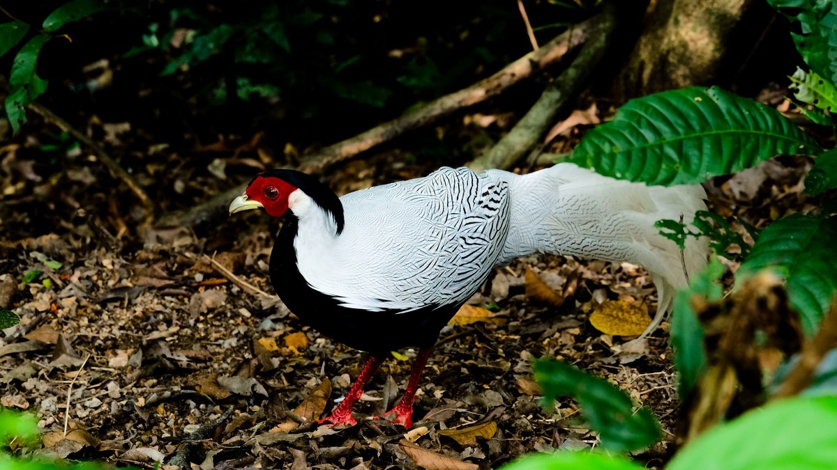 白娴鸟随拍（二）
