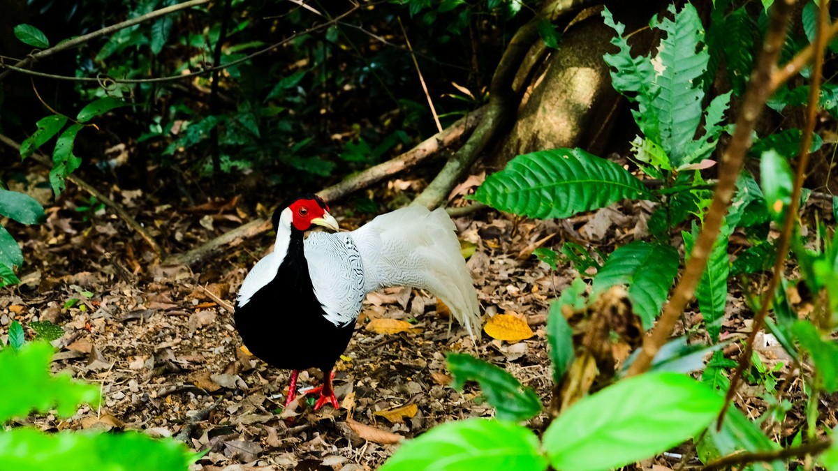 白娴鸟随拍（二）