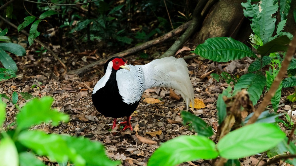 白娴鸟随拍（二）