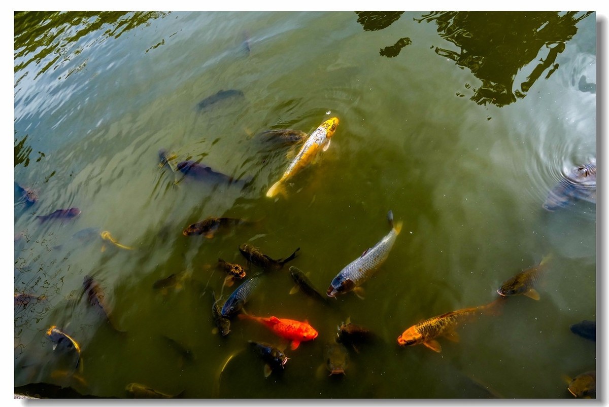 南德之休闲疗养小镇——Badenweiler