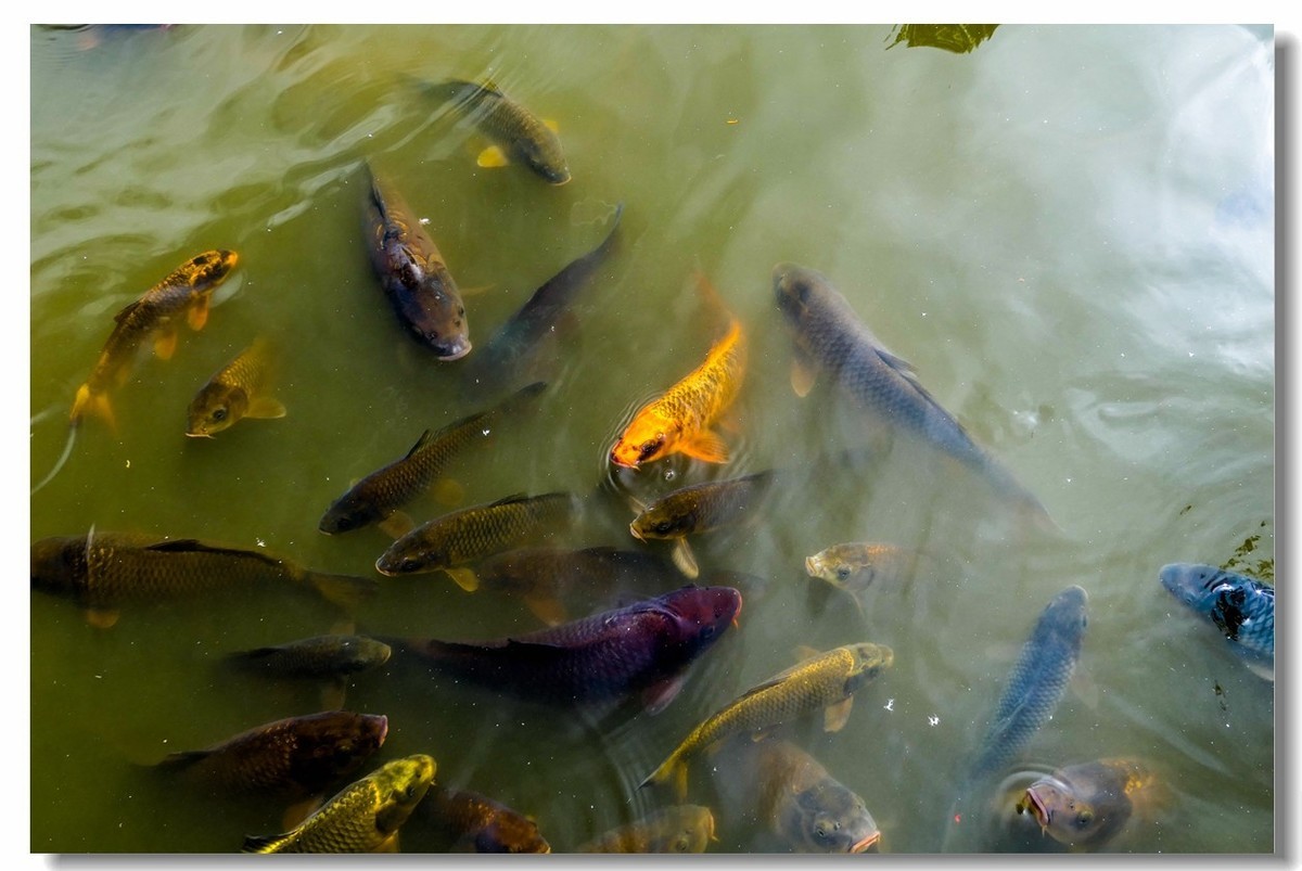 南德之休闲疗养小镇——Badenweiler