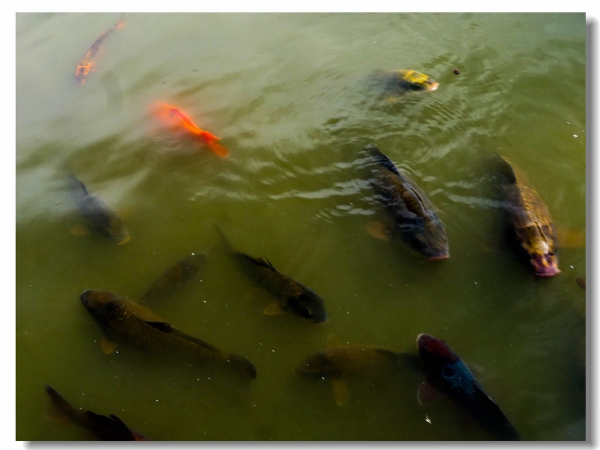 南德之休闲疗养小镇——Badenweiler