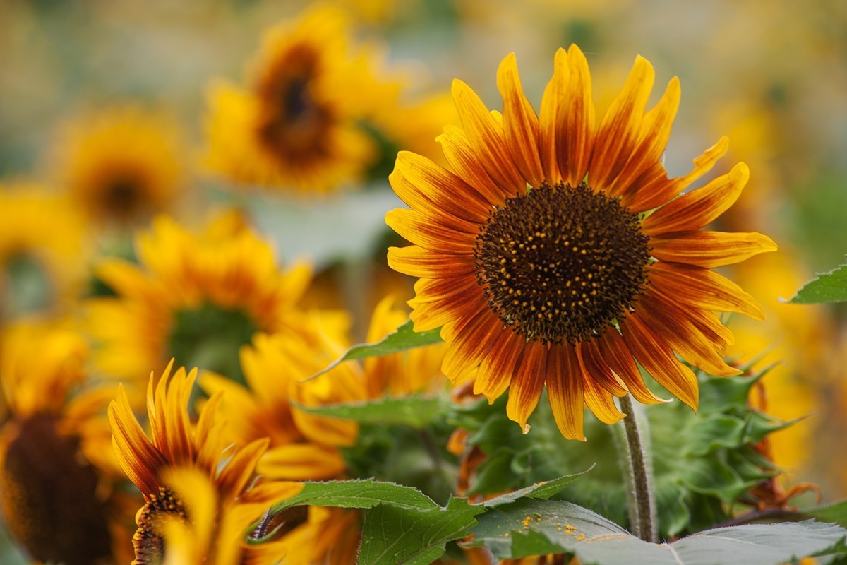 快乐留在葵花园中