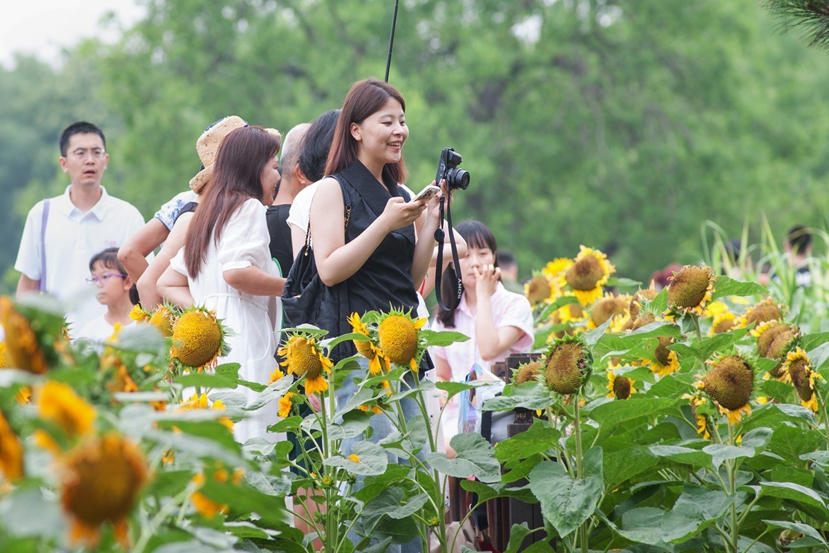 快乐留在葵花园中
