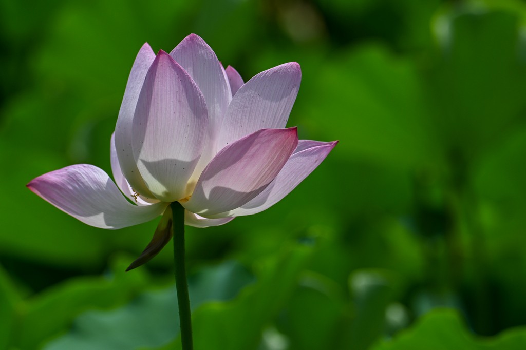 莲花池公园拍晚荷