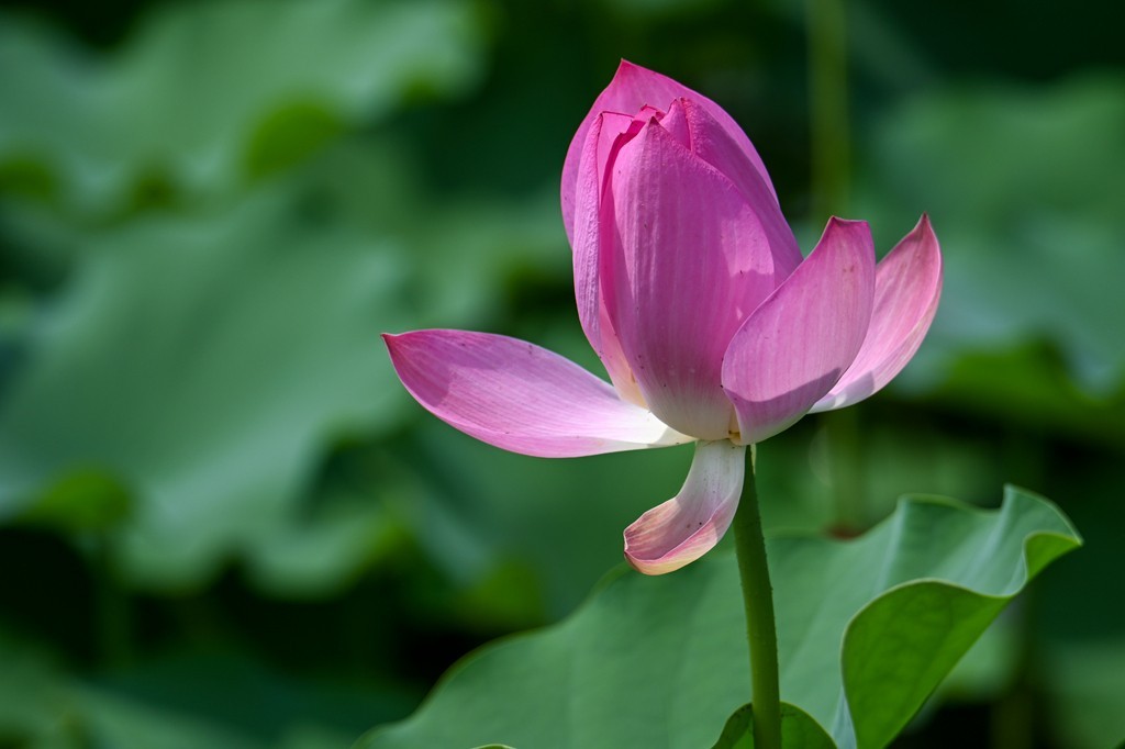 莲花池公园拍晚荷