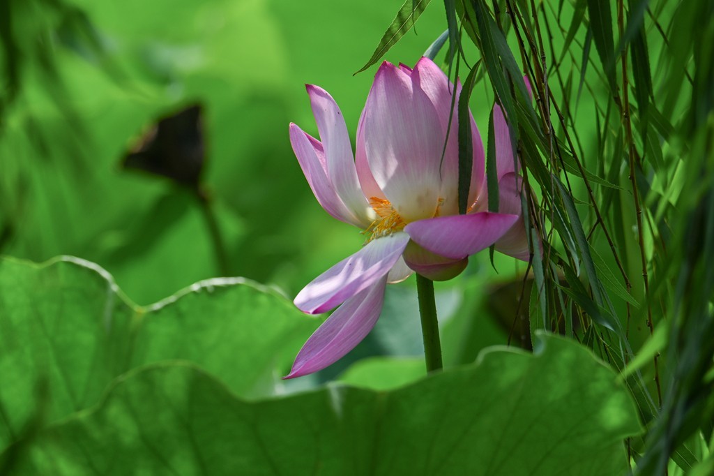 莲花池公园拍晚荷