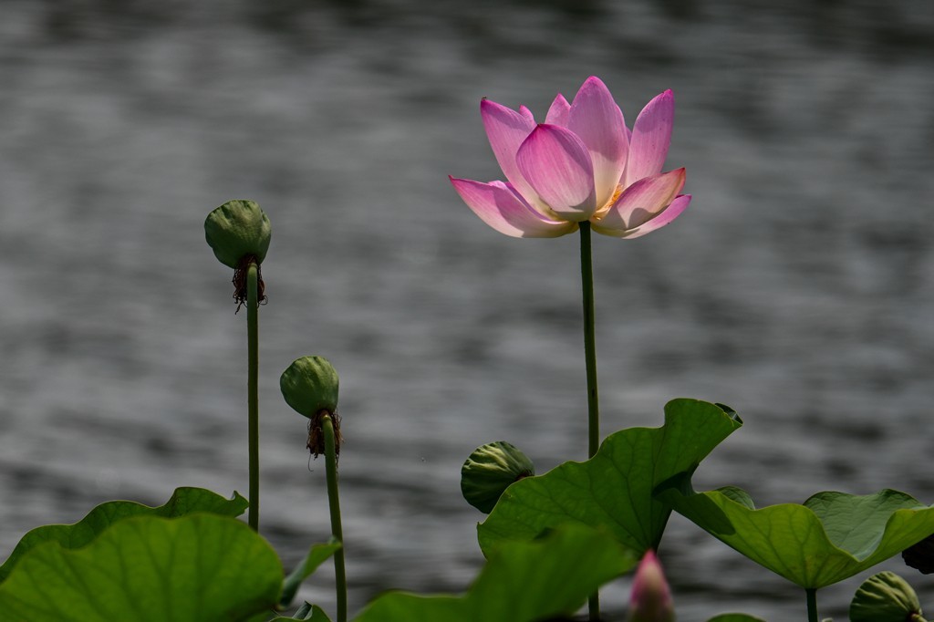 莲花池公园拍晚荷