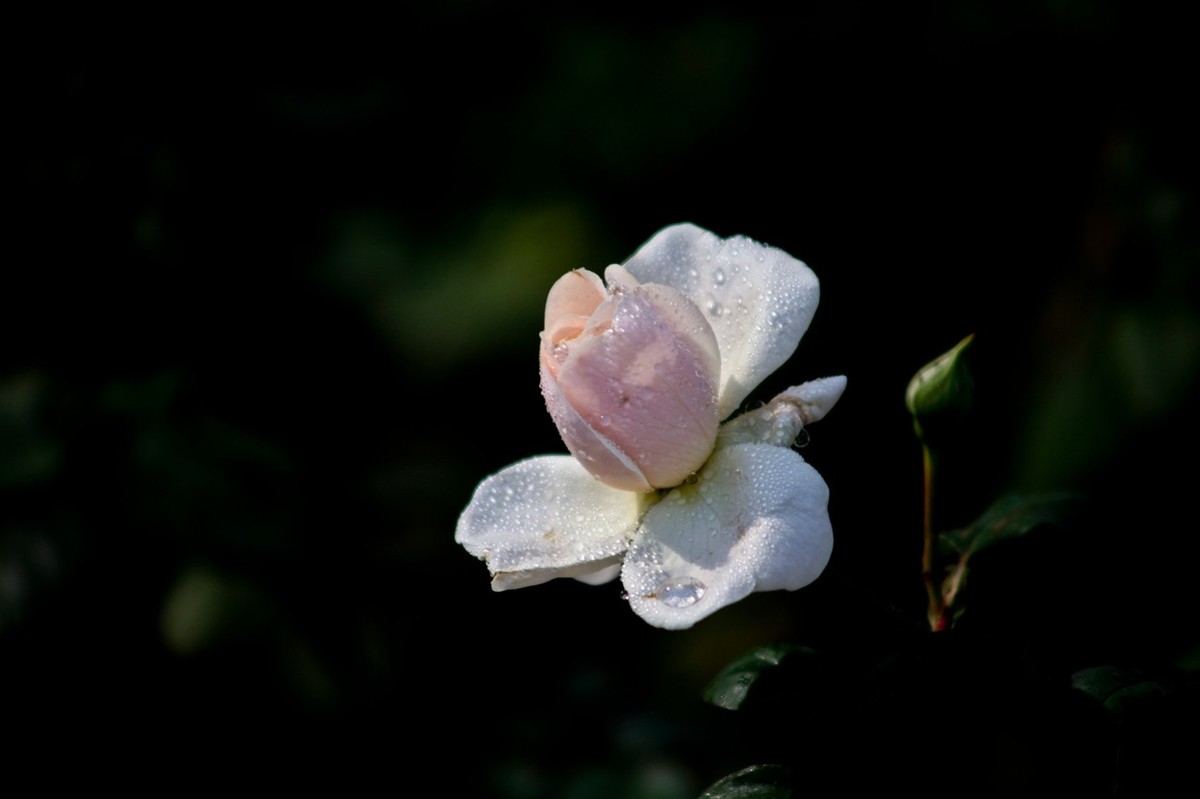 随拍——十月的花儿