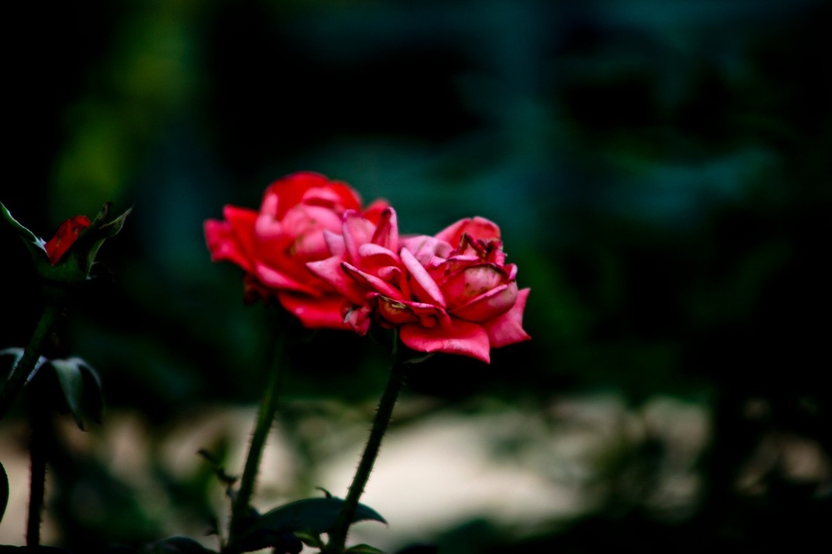 随拍——十月的花儿