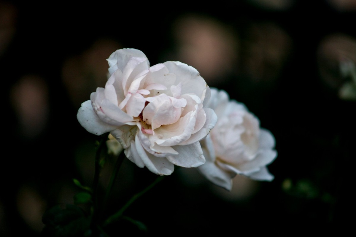 随拍——十月的花儿