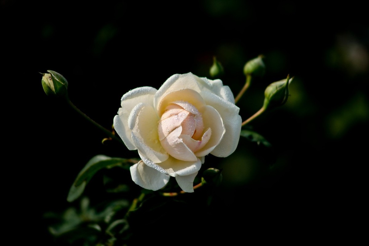 随拍——十月的花儿